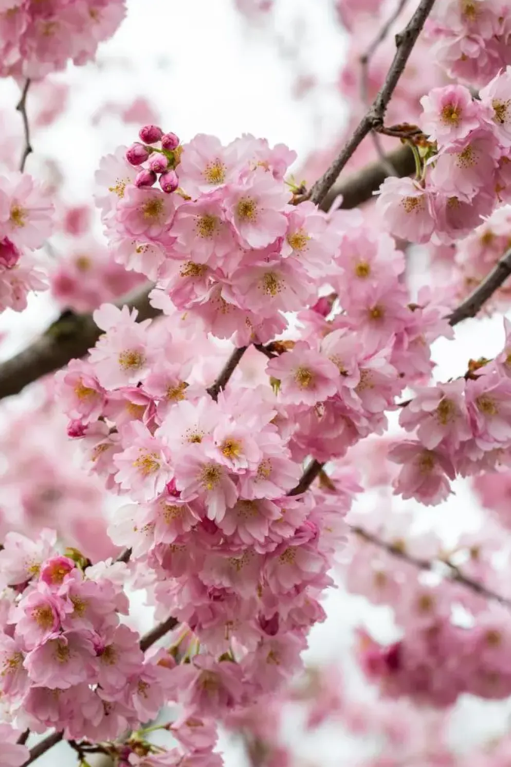 Prunus subhirtella 'Accolade' (Winterbloeiende kers 'Accolade')