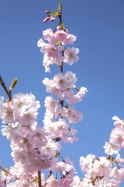 Prunus subhirtella 'Accolade' (Winterbloeiende kers 'Accolade')