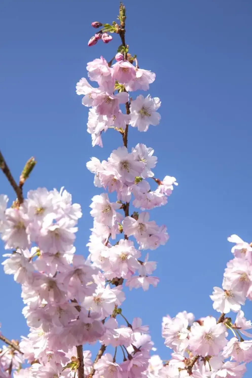 Prunus subhirtella 'Accolade' (Winterbloeiende kers 'Accolade')