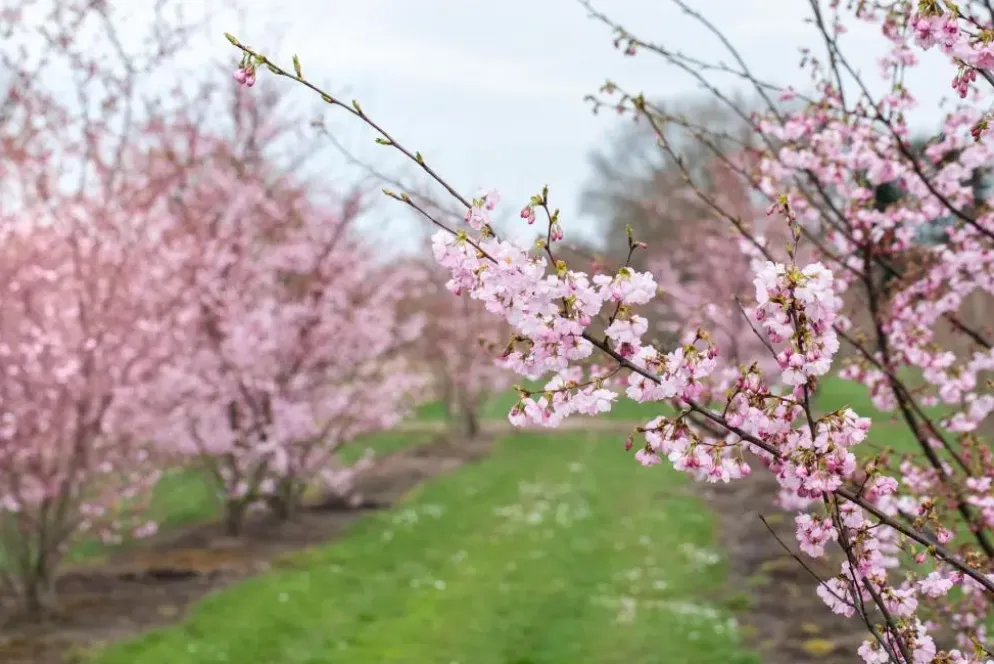 Prunus subhirtella 'Accolade' (Winterbloeiende kers 'Accolade')