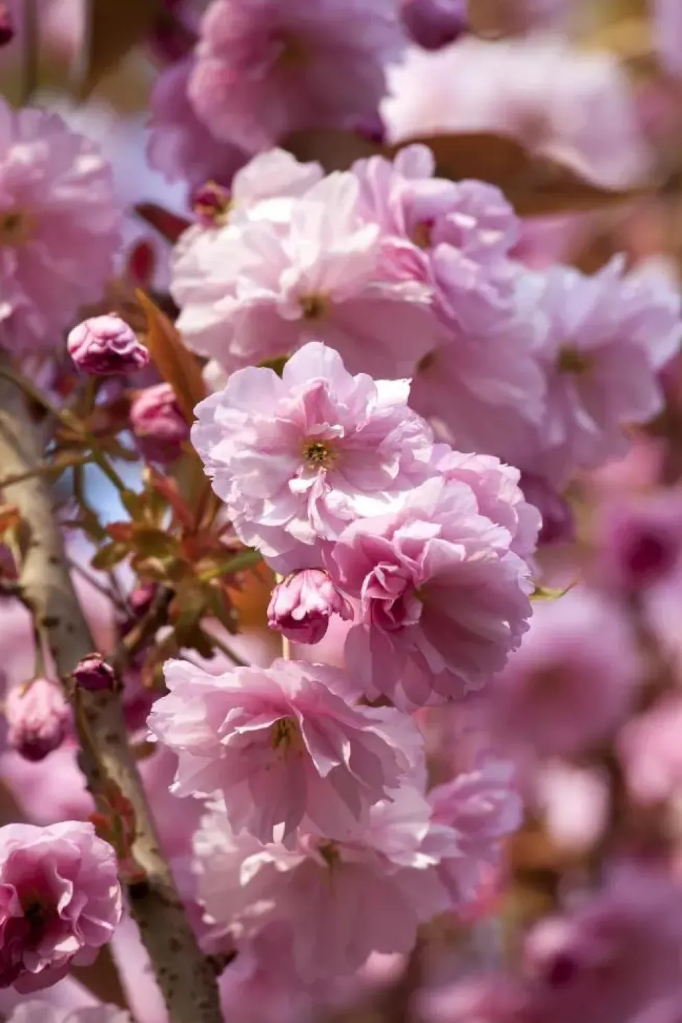 Prunus subhirtella 'Accolade' (Winterbloeiende kers 'Accolade')