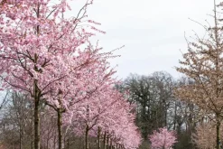 Prunus subhirtella 'Accolade' (Winterbloeiende kers 'Accolade')