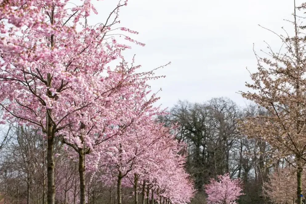 Prunus subhirtella 'Accolade' (Winterbloeiende kers 'Accolade')