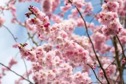 Prunus subhirtella 'Accolade' (Winterbloeiende kers 'Accolade')