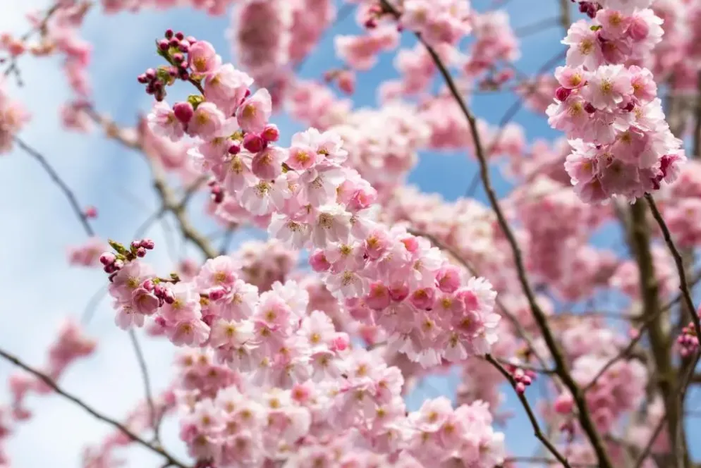 Prunus subhirtella 'Accolade' (Winterbloeiende kers 'Accolade')