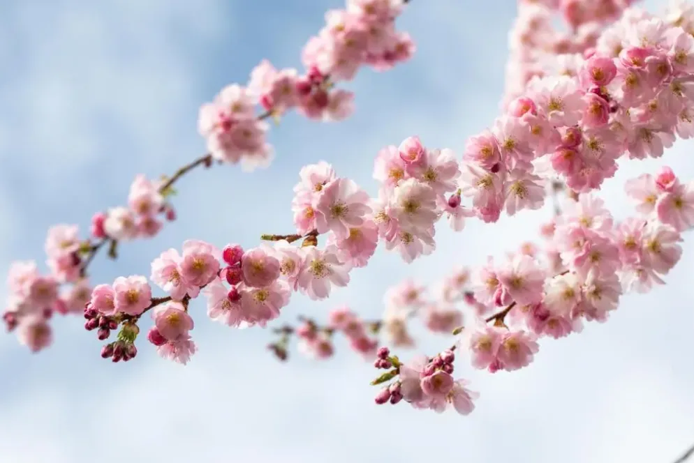 Prunus subhirtella 'Accolade' (Winterbloeiende kers 'Accolade')