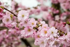 Prunus subhirtella 'Accolade' (Winterbloeiende kers 'Accolade')