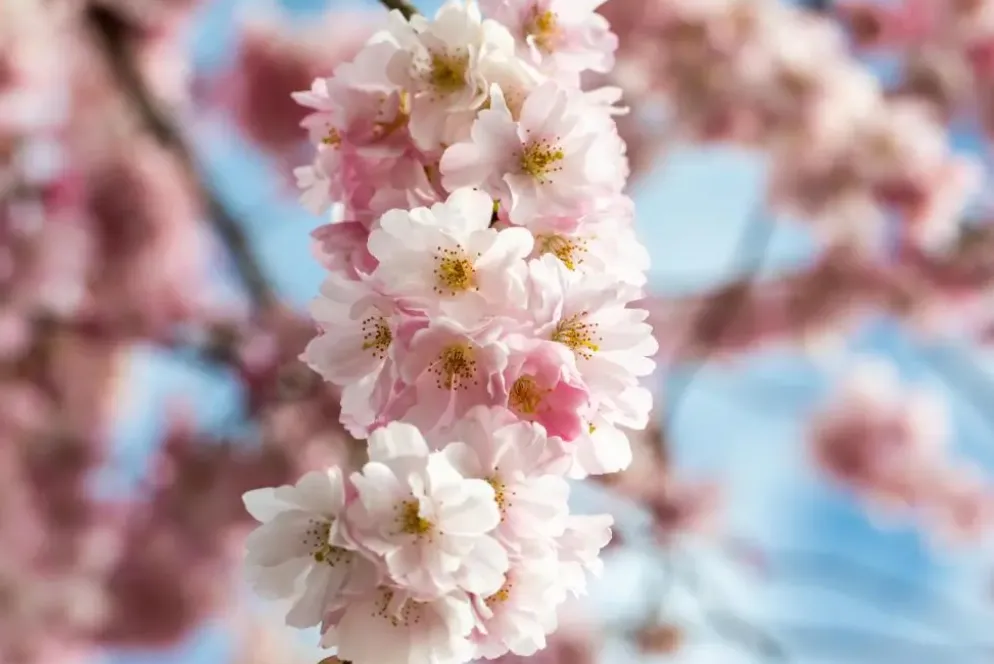 Prunus subhirtella 'Accolade' (Winterbloeiende kers 'Accolade')