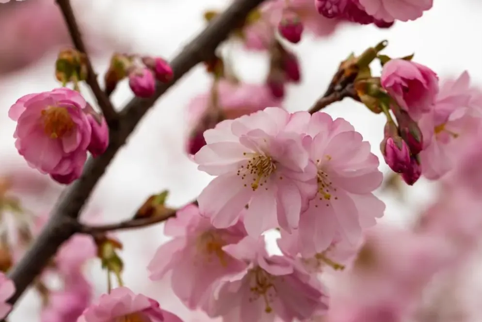 Prunus subhirtella 'Accolade' (Winterbloeiende kers 'Accolade')