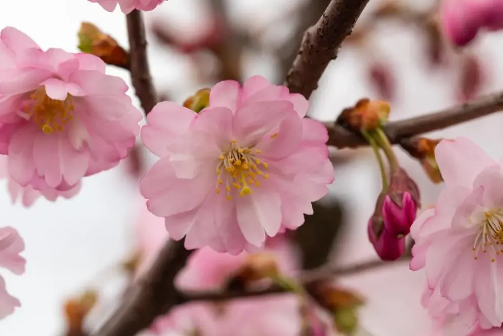 Prunus subhirtella 'Accolade' (Winterbloeiende kers 'Accolade')