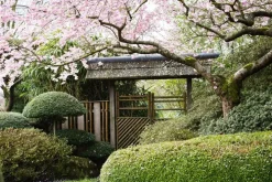 Prunus subhirtella 'Accolade' (Winterbloeiende kers 'Accolade')
