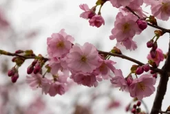 Prunus subhirtella 'Accolade' (Winterbloeiende kers 'Accolade')
