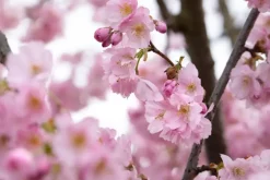 Prunus subhirtella 'Accolade' (Winterbloeiende kers 'Accolade')