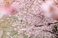 Prunus subhirtella 'Accolade' (Winterbloeiende kers 'Accolade')