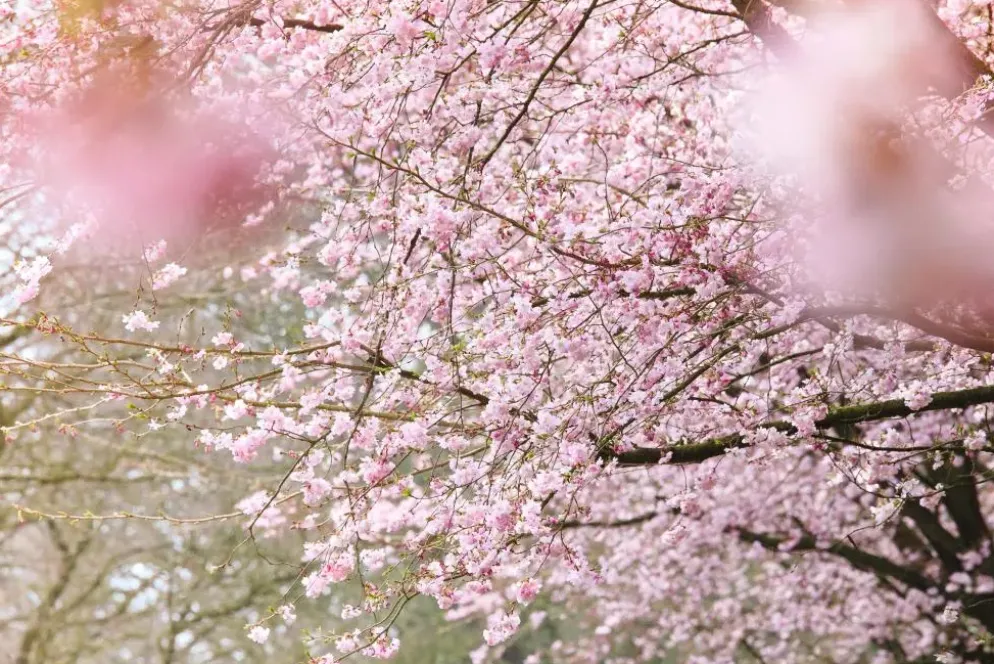 Prunus subhirtella 'Accolade' (Winterbloeiende kers 'Accolade')