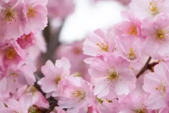Prunus subhirtella 'Accolade' (Winterbloeiende kers 'Accolade')