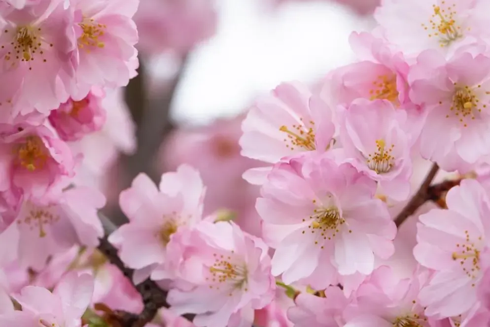 Prunus subhirtella 'Accolade' (Winterbloeiende kers 'Accolade')