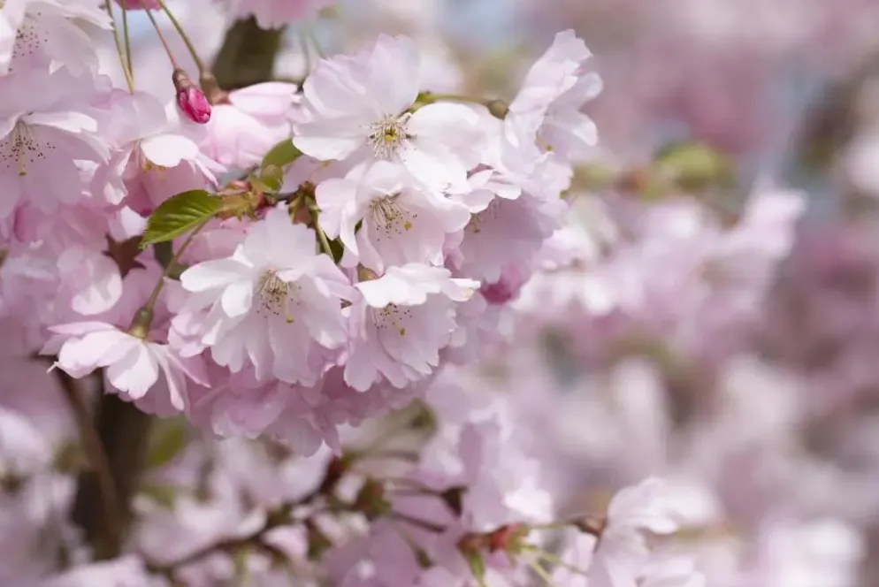 Prunus subhirtella 'Accolade' (Winterbloeiende kers 'Accolade')