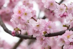 Prunus subhirtella 'Accolade' (Winterbloeiende kers 'Accolade')