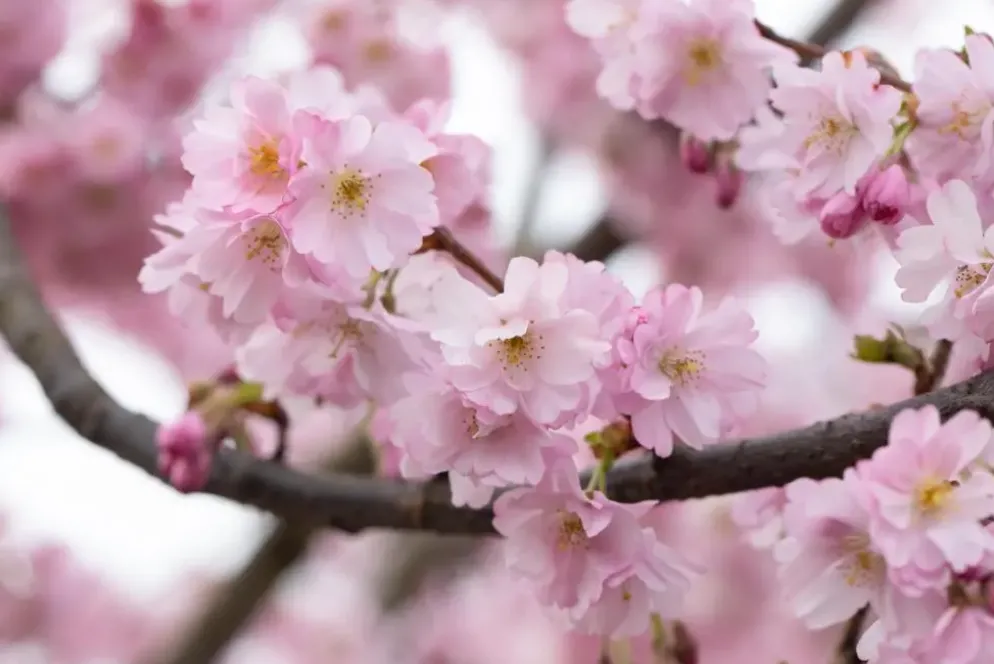 Prunus subhirtella 'Accolade' (Winterbloeiende kers 'Accolade')