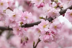 Prunus subhirtella 'Accolade' (Winterbloeiende kers 'Accolade')