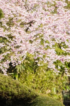 Prunus subhirtella 'Accolade' (Winterbloeiende kers 'Accolade')