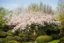 Prunus subhirtella 'Accolade' (Winterbloeiende kers 'Accolade')