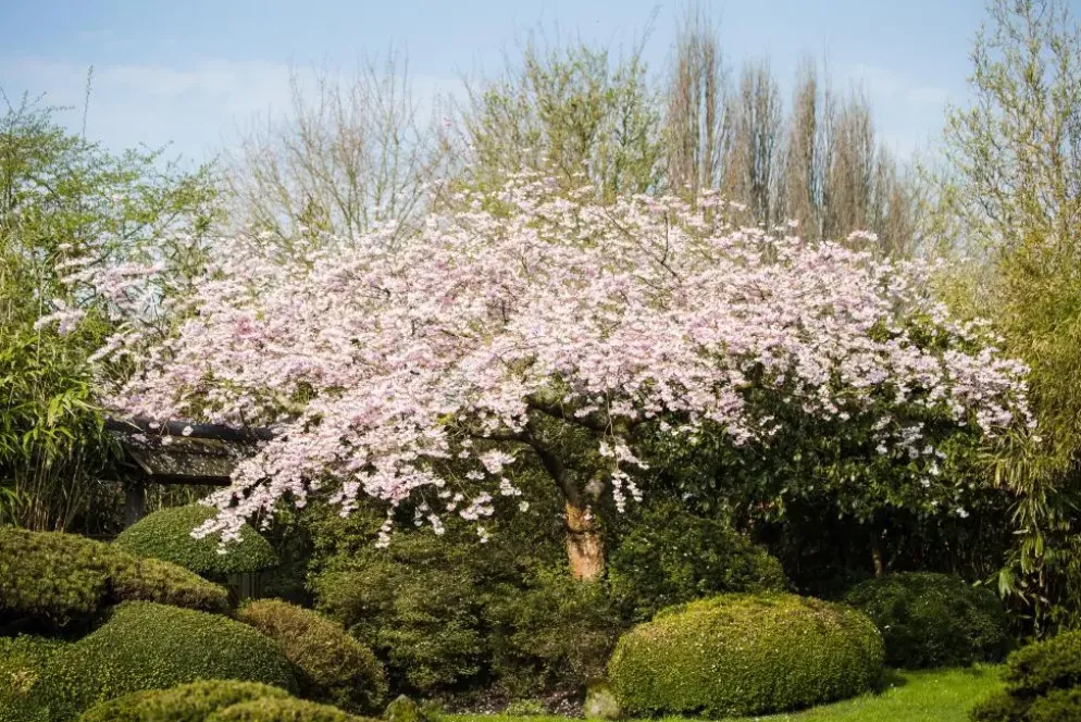 Prunus subhirtella 'Accolade' (Winterbloeiende kers 'Accolade')