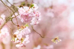 Prunus subhirtella 'Accolade' (Winterbloeiende kers 'Accolade')