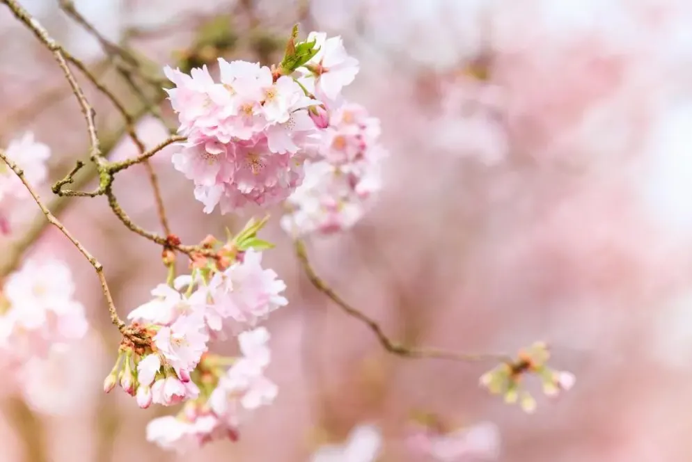 Prunus subhirtella 'Accolade' (Winterbloeiende kers 'Accolade')