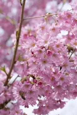 Prunus subhirtella 'Fukubana' (Winterbloeiende kers 'Fukubana')