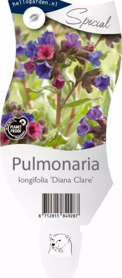 Pulmonaria longifolia 'Diana Clare' (Longkruid)