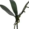 Pure Royal kunsttak orchidee 25cm groen