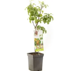 Pyrus communis 'Beurré Hardy' (Peer) fruitplant 90cm
