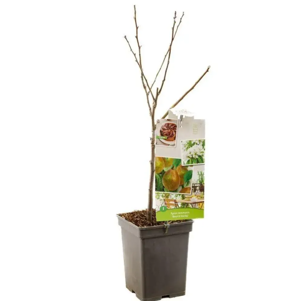Pyrus communis 'Beurré Hardy' (Peer) fruitplant 90cm