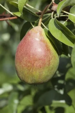Pyrus communis 'Beurré Hardy' (Peer) fruitplant 90cm