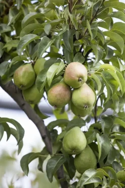 Pyrus communis 'Beurré Hardy' (Peer) fruitplant 90cm