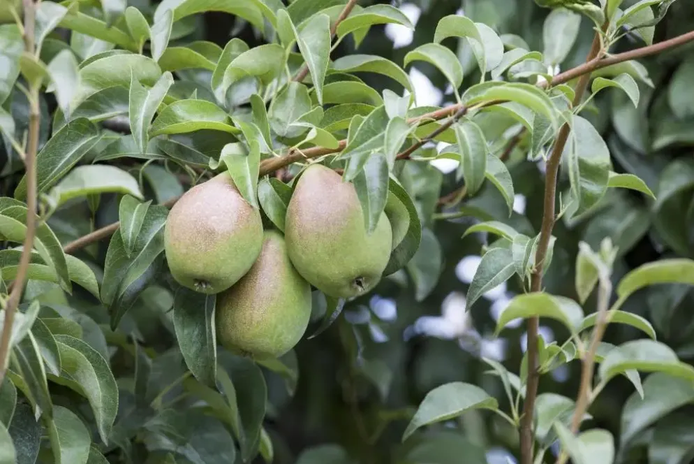 Pyrus communis 'Beurré Hardy' (Peer) fruitplant 90cm