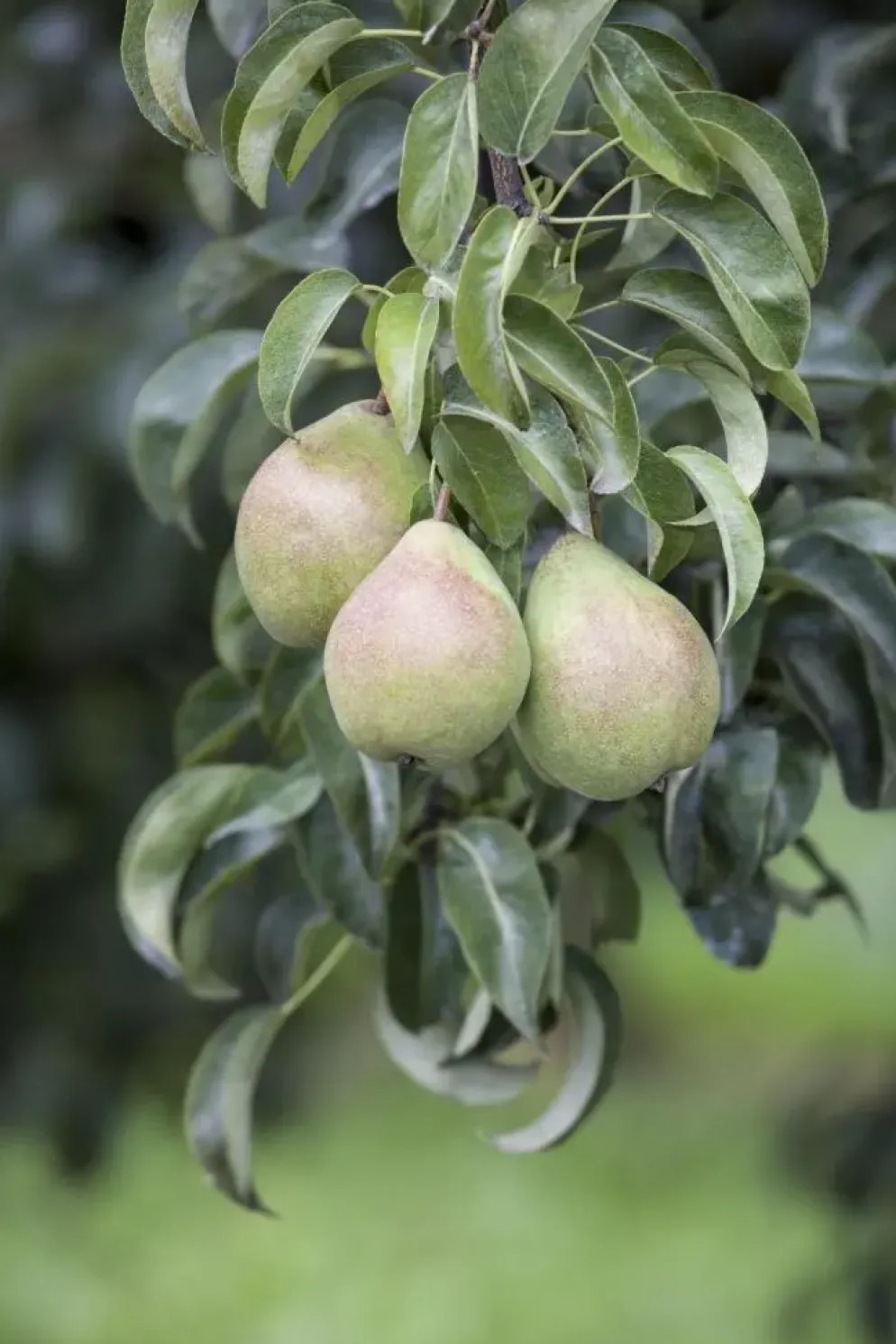 Pyrus communis 'Beurré Hardy' (Peer) fruitplant 90cm