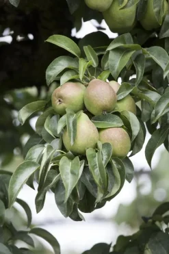 Pyrus communis 'Beurré Hardy' (Peer) fruitplant 90cm