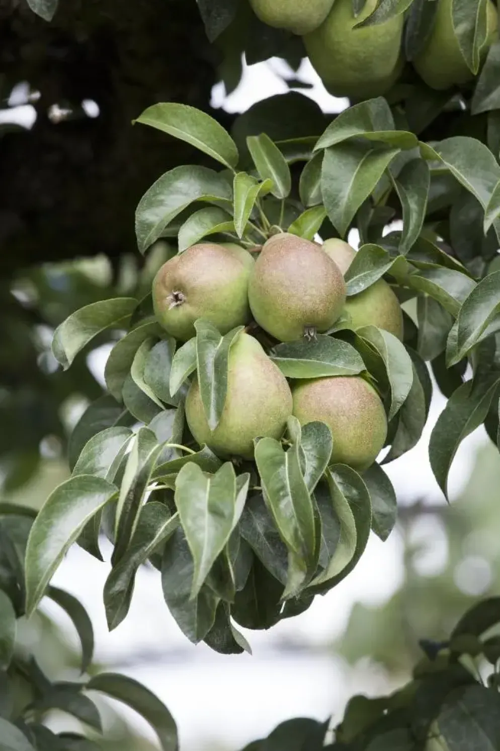 Pyrus communis 'Beurré Hardy' (Peer) fruitplant 90cm