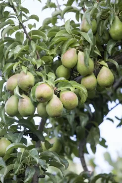 Pyrus communis 'Beurré Hardy' (Peer) fruitplant 90cm