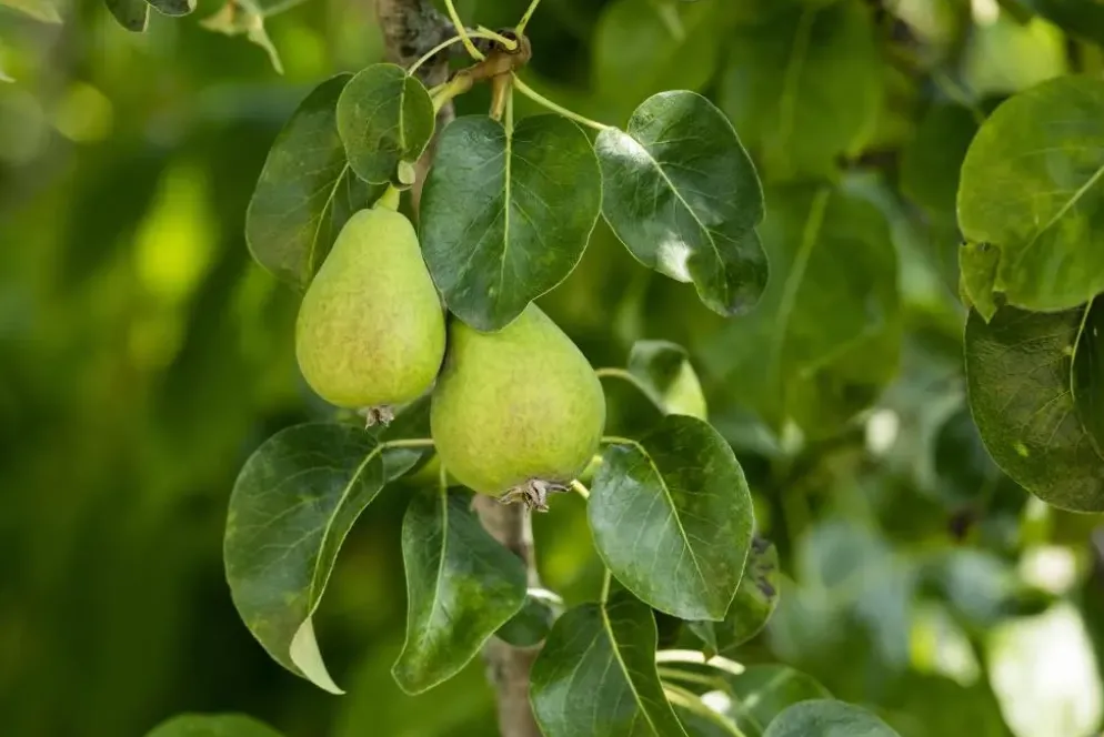 Pyrus communis 'Beurré Hardy' (Peer) fruitplant 90cm