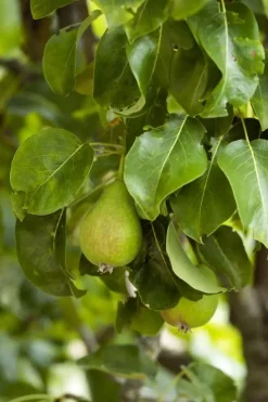 Pyrus communis 'Beurré Hardy' (Peer) fruitplant 90cm