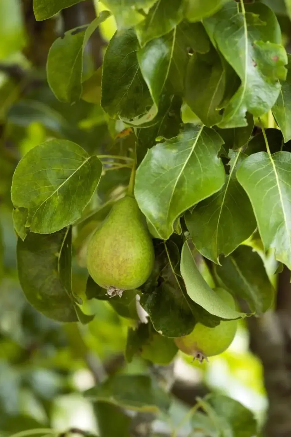 Pyrus communis 'Beurré Hardy' (Peer) fruitplant 90cm