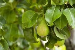 Pyrus communis 'Beurré Hardy' (Peer) fruitplant 90cm