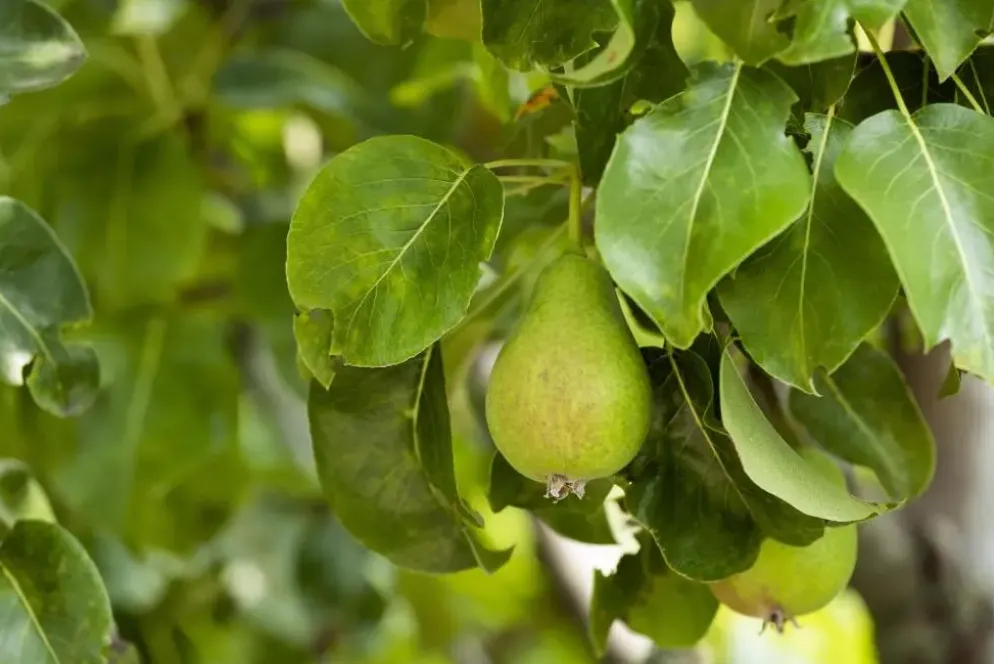 Pyrus communis 'Beurré Hardy' (Peer) fruitplant 90cm