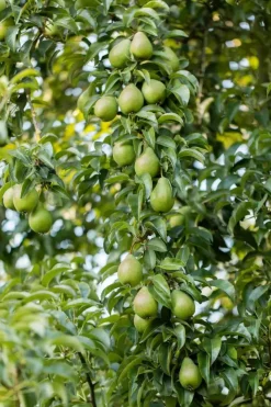 Pyrus communis 'Beurré Hardy' (Peer) fruitplant 90cm