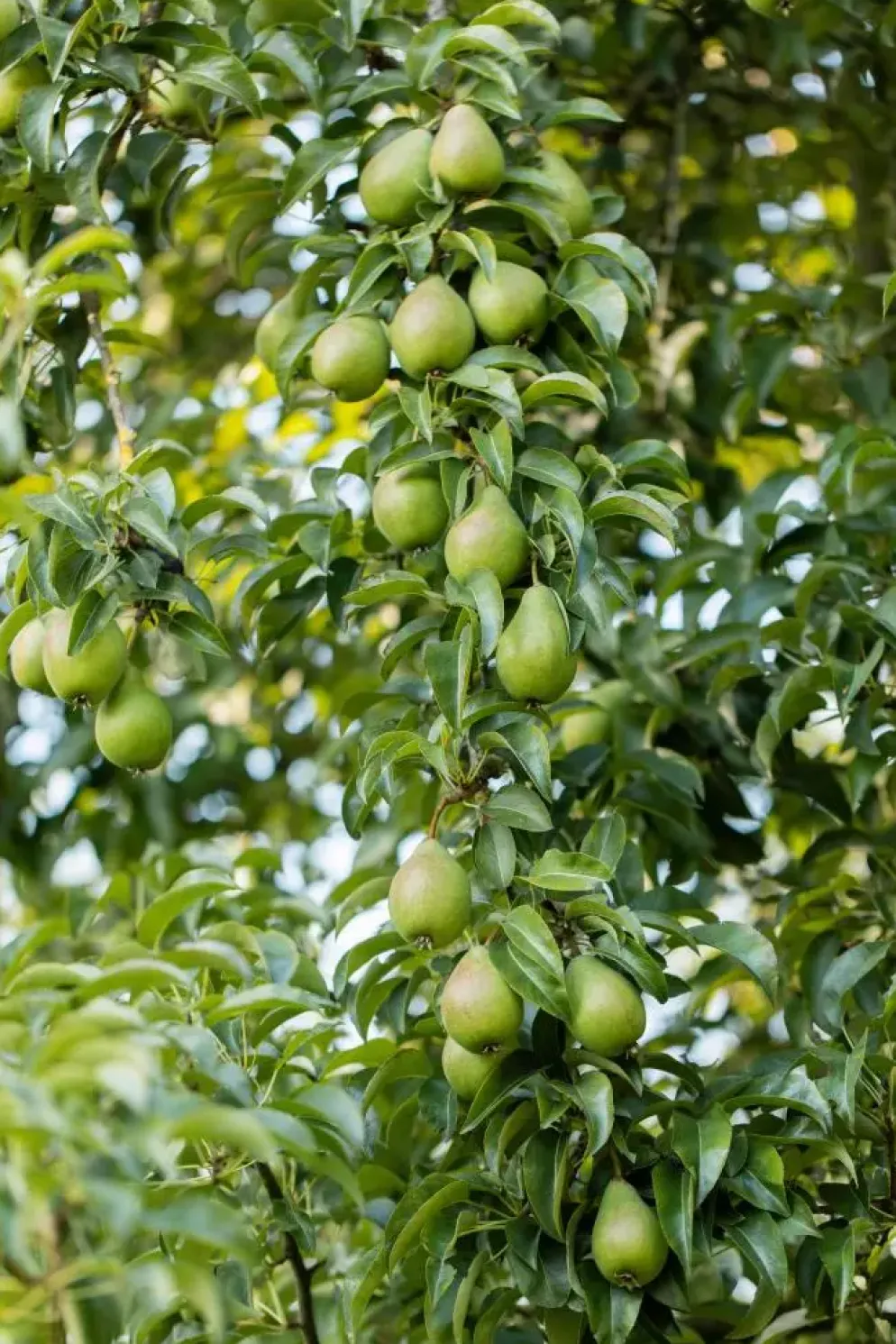Pyrus communis 'Beurré Hardy' (Peer) fruitplant 90cm