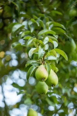 Pyrus communis 'Beurré Hardy' (Peer) fruitplant 90cm